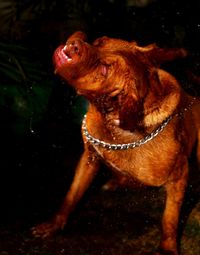 Portrait of a dog in water