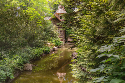 Footpath amidst trees in forest