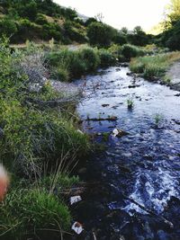 Scenic view of river in forest