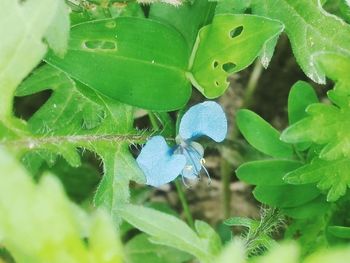 Close-up of green leaves