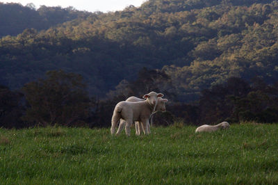 Horses in a field