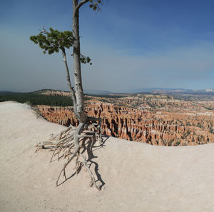 Dead tree on desert against sky