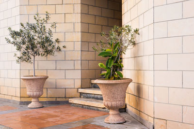 Potted plant against wall