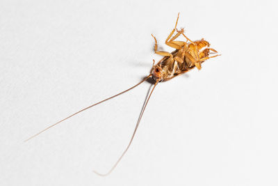 Close-up of insect on white background