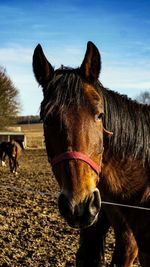 Close-up of a horse on field