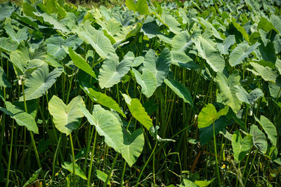 Full frame shot of fresh green leaves on field