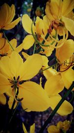 Close-up of yellow flowers blooming outdoors
