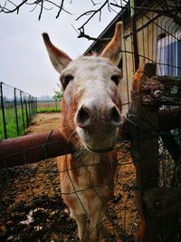 Portrait of horse on field against sky