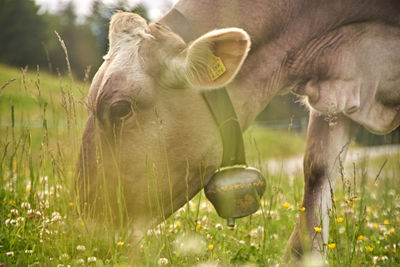 Cows in field