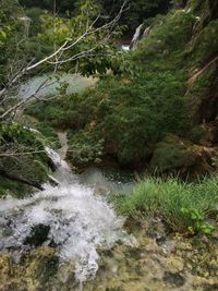 Stream in forest