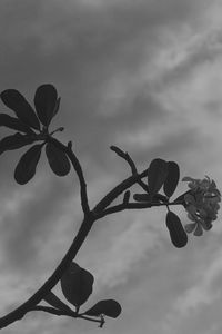 Close-up of plant against sky