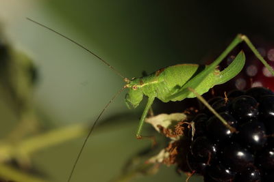 Close-up of insect on leaf