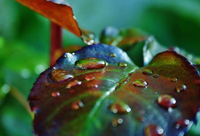 Close-up of wet leaf during rainy season