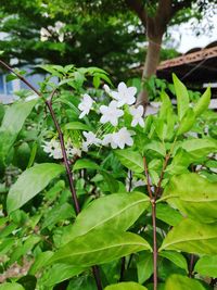 Close-up of flowering plant