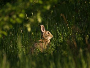 Wild rabbit on grassy field