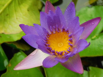 Close-up of water lily blooming outdoors