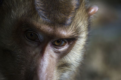 Close-up portrait of black eye