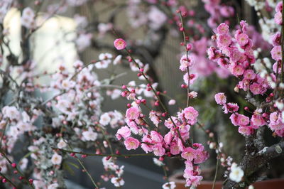 Close-up of pink cherry blossom