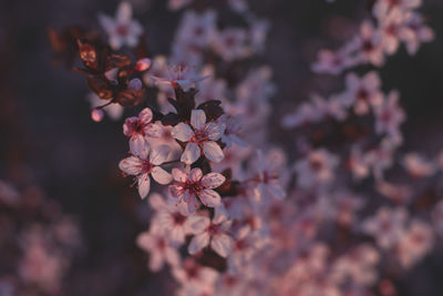 Close-up of pink cherry blossoms in spring