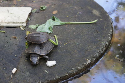 High angle view of turtle on wet street