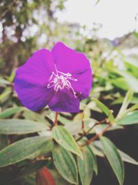 Close-up of purple iris