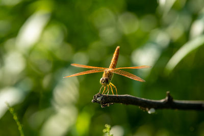 Close-up of insect on plant