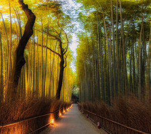 Footpath amidst trees in forest