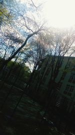 Low angle view of bare trees against sky