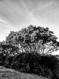 Low angle view of trees on field against sky