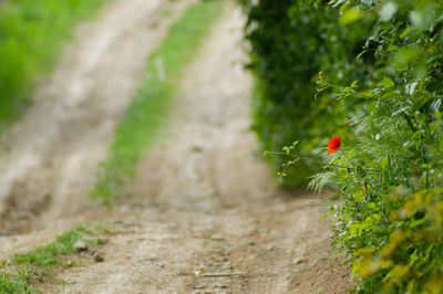 Close-up of red flower on field