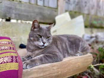 Close-up portrait of a cat