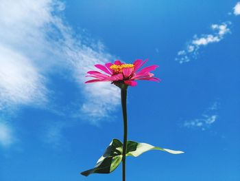 Low angle view of flowering plant against blue sky
