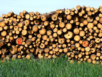 Stack of logs on field in forest