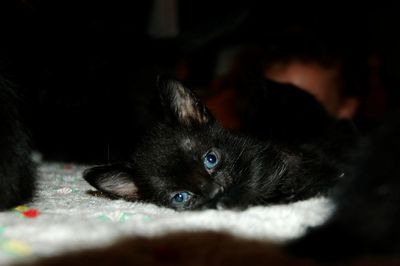 Portrait of black cat lying down