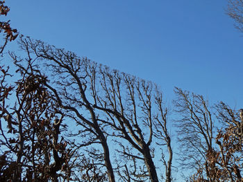 Low angle view of bare tree against clear blue sky