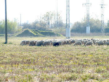 Sheep grazing on field against sky