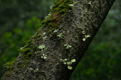 Close-up of moss growing on tree trunk