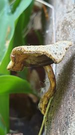 Close-up of lizard