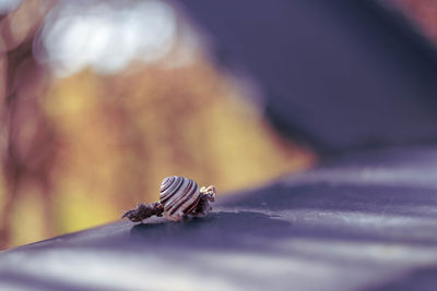 Close-up of seashell