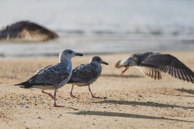 Flock of seagulls on beach