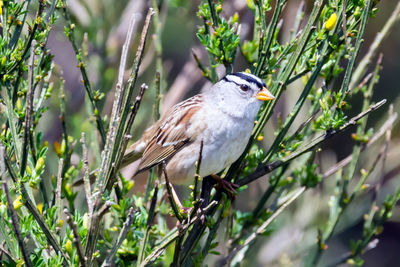 Close-up of bird perching on tree