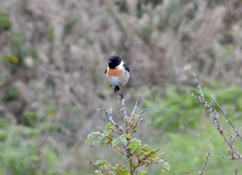 Close-up of bird perching on tree