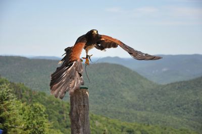 Bird flying over wooden post against sky