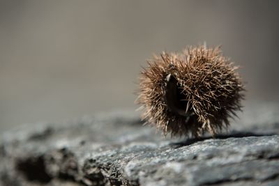 Close-up of spiked