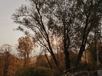 Trees against sky during autumn