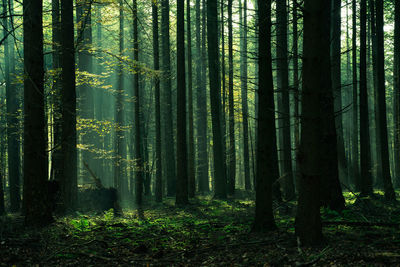 Trees growing in forest