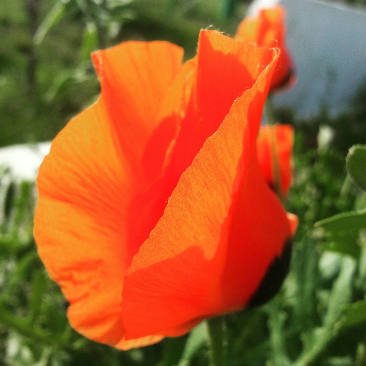 flower, petal, flower head, fragility, freshness, close-up, growth, focus on foreground, beauty in nature, orange color, single flower, blooming, red, nature, plant, in bloom, park - man made space, day, outdoors, no people