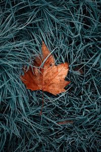 High angle view of autumn leaf on field