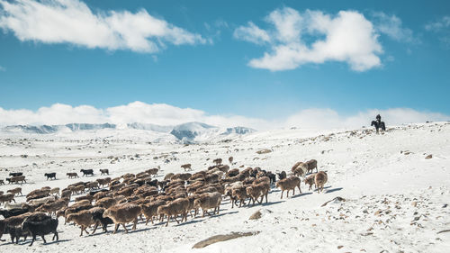 Sheep walking on snow covered field against sky