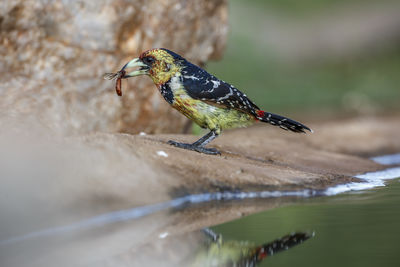 Crested Barbet